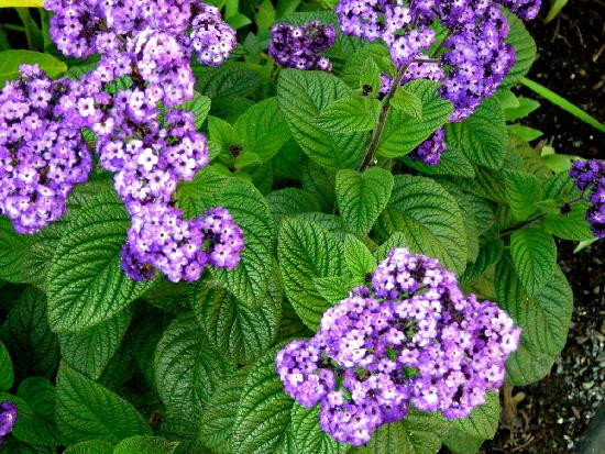 Bridge of Flowers-Shelburne Falls必去景点