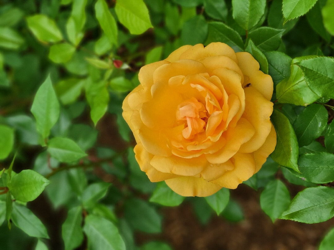 Strewn Winery-滨湖尼亚加拉必去景点