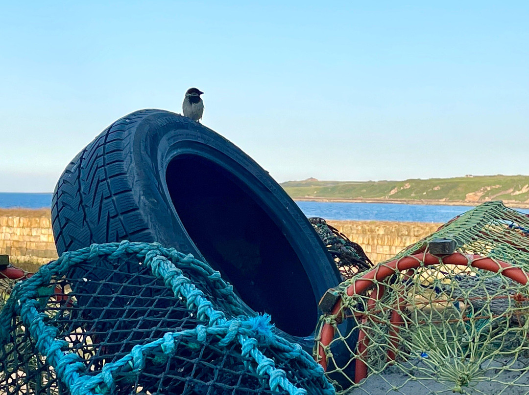 St Andrews Harbour Trust-圣安德鲁斯必去景点