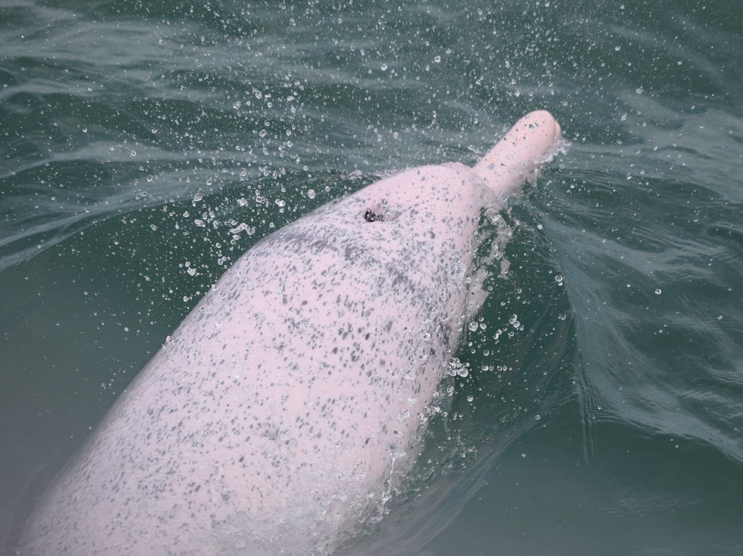 香港海豚观察有限公司 - 一日游景点图片
