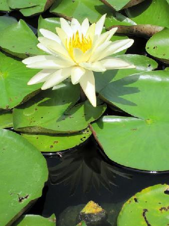 Schedel Gardens and Arboretum-Elmore必去景点