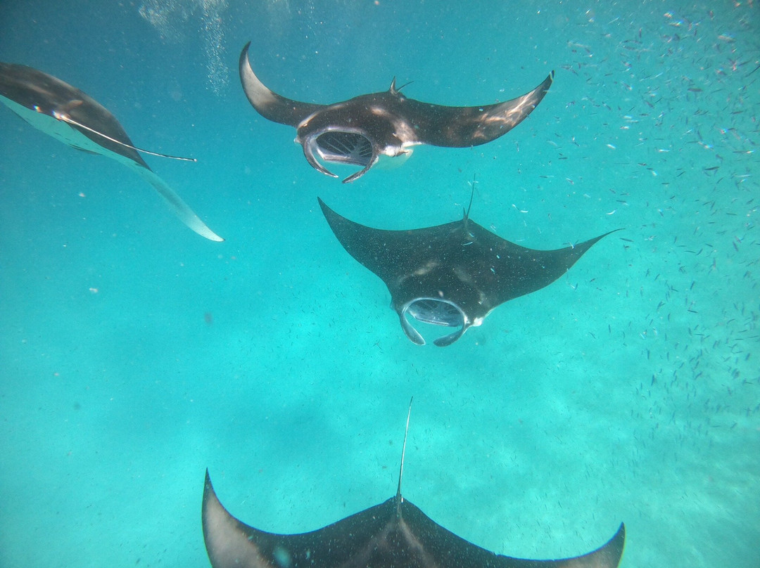 Dive Butler Finolhu-Kanufushi必去景点