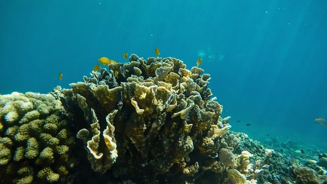 Tesoeshop Snorkeling Amed Bali-Bunutan必去景点