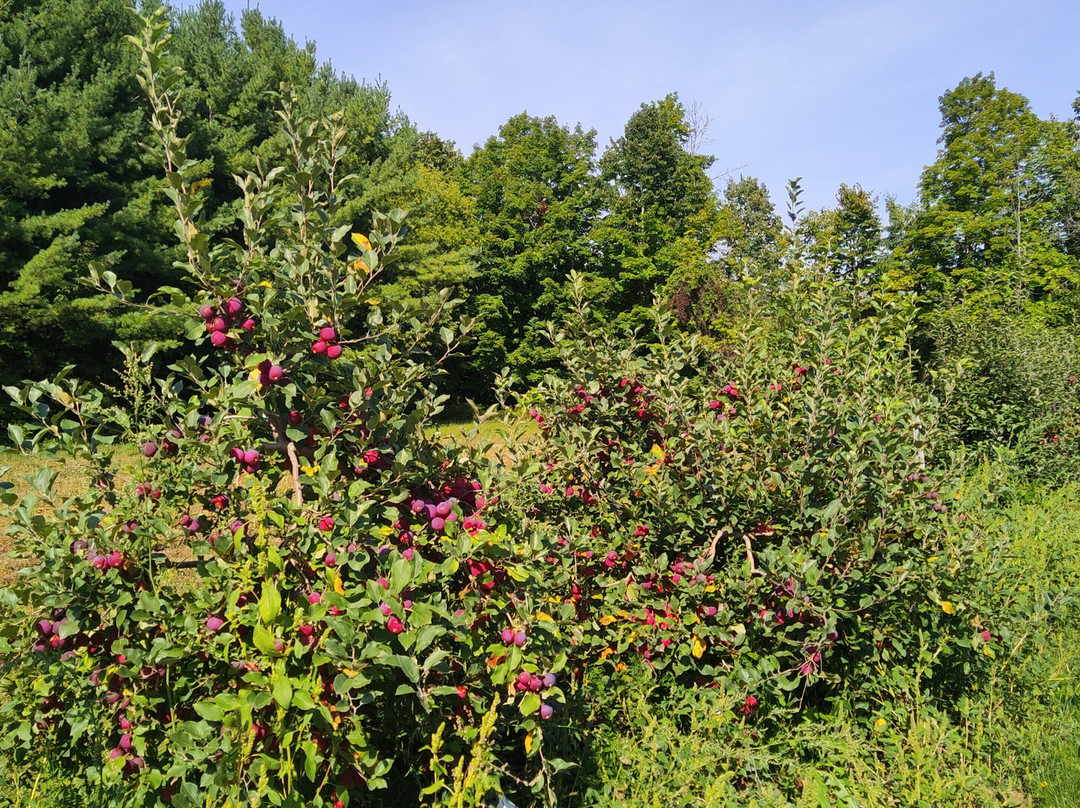 Cannamore Orchard景点图片