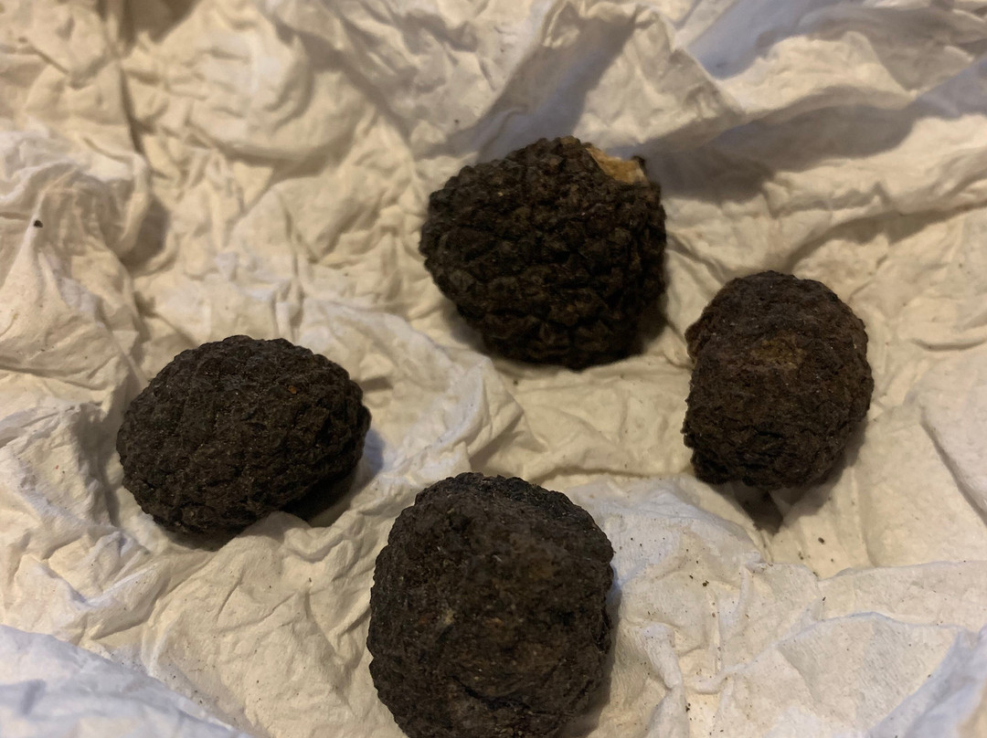 Giulio the Truffle Hunter-巴尼奥阿里波利必去景点