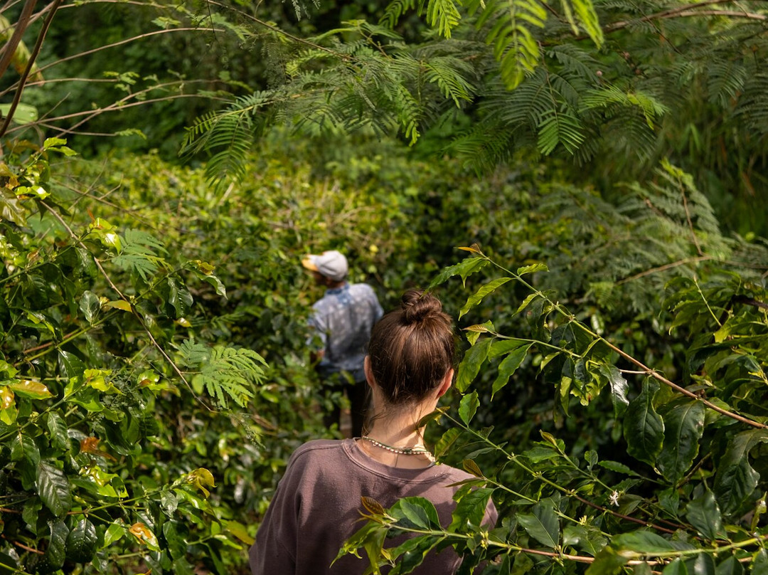 Wanagiri Coffee Plantation Bali And Luwak Coffee景点图片