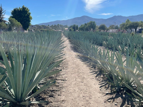 Oaxacool tours & experiences-瓦哈卡必去景点