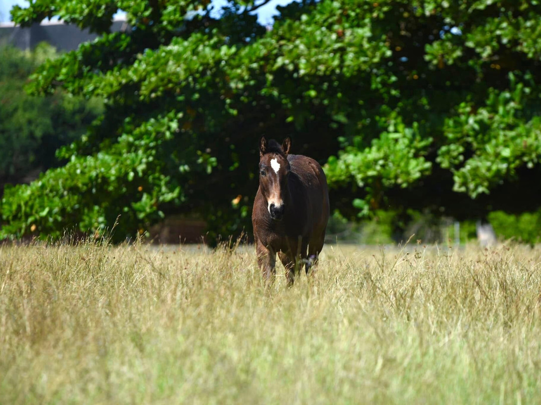 Horse Pro Mauritius景点图片