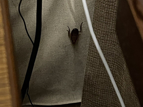 北帕麦斯顿可奇曼斯区酒店主图