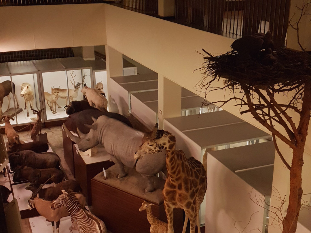 Kauno Tado Ivanausko Zoologijas Muziejus-考那斯必去景点