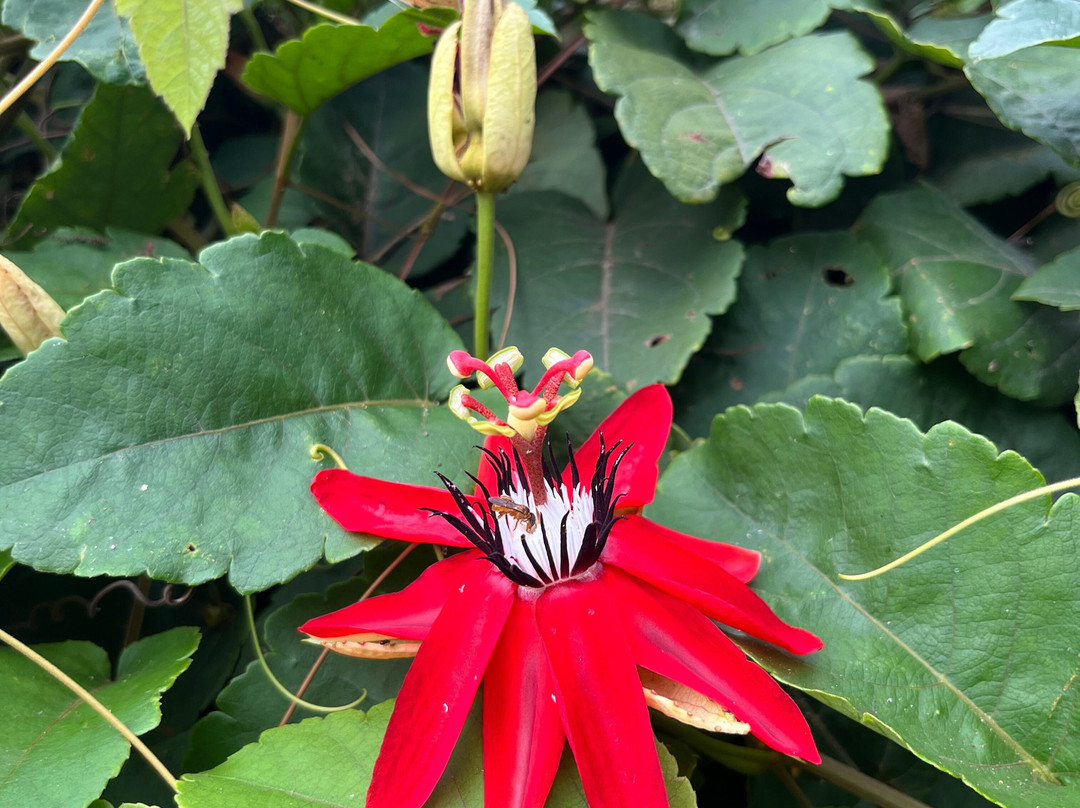El Nispero Zoo and Botanical Garden景点图片