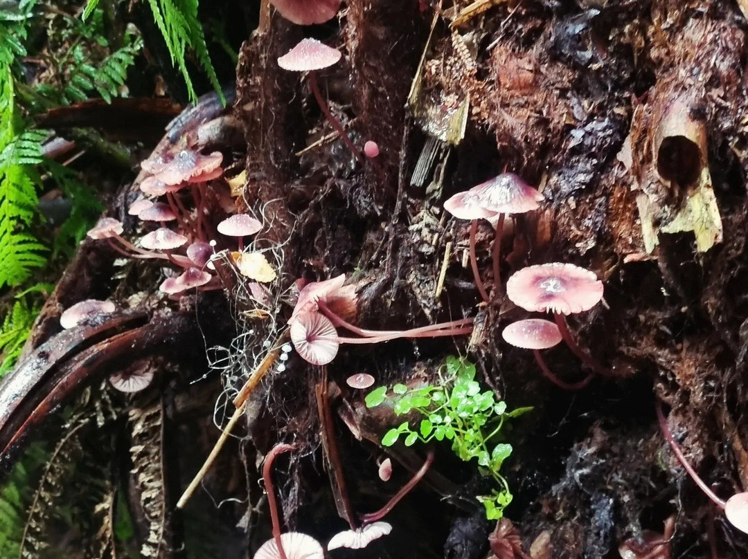 Tarra-Bulga National Park-Balook必去景点