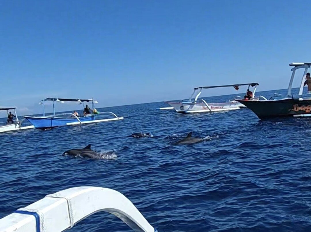 Dolphin Watching Lovina景点图片