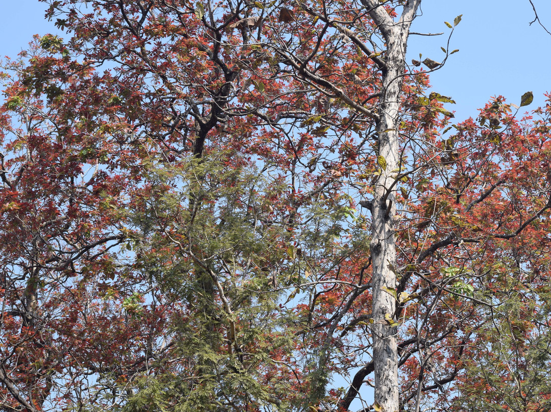 Satpura Tiger Reserve-中央邦必去景点