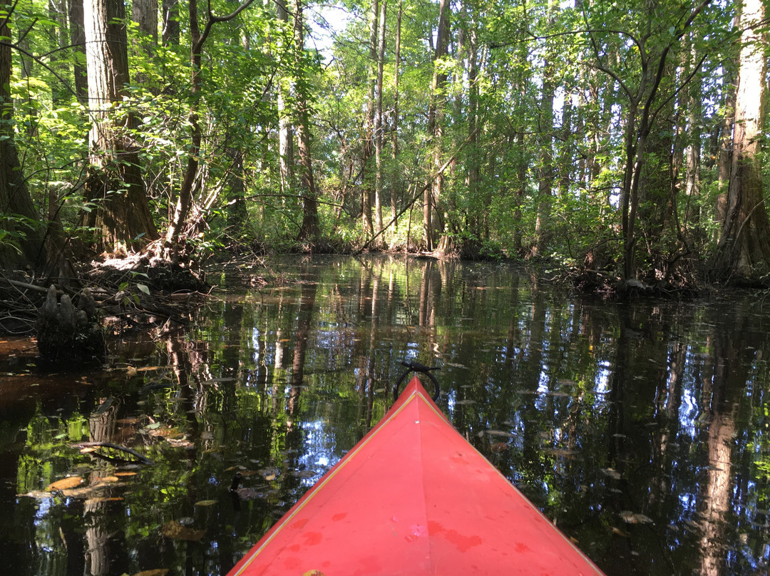 Robertson Millpond Preserve-Wendell必去景点