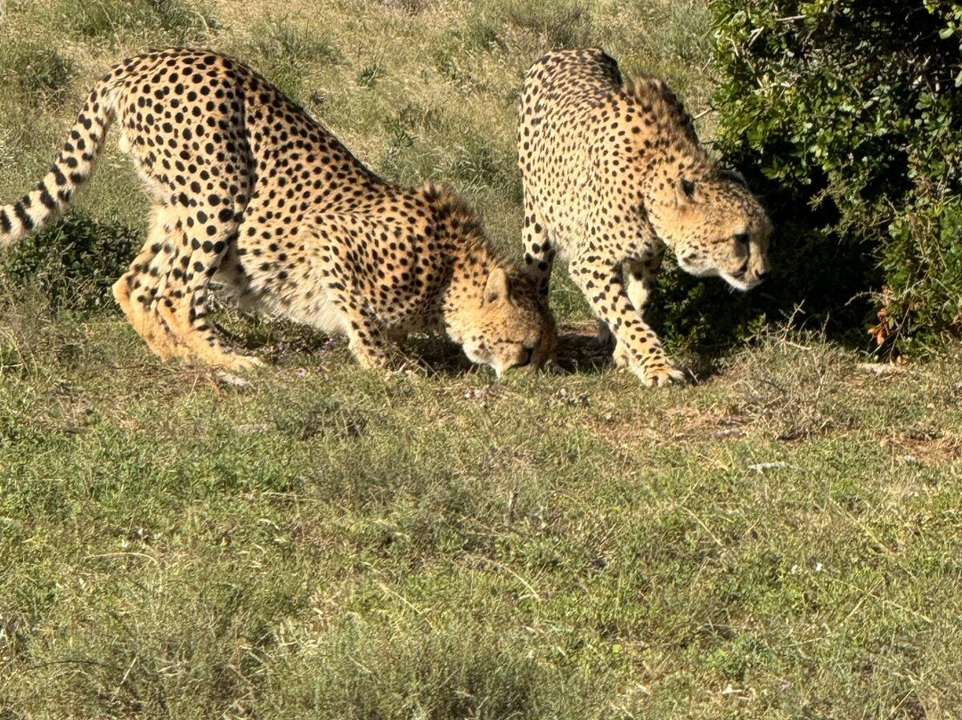 Wildly Africa-格拉罕镇必去景点
