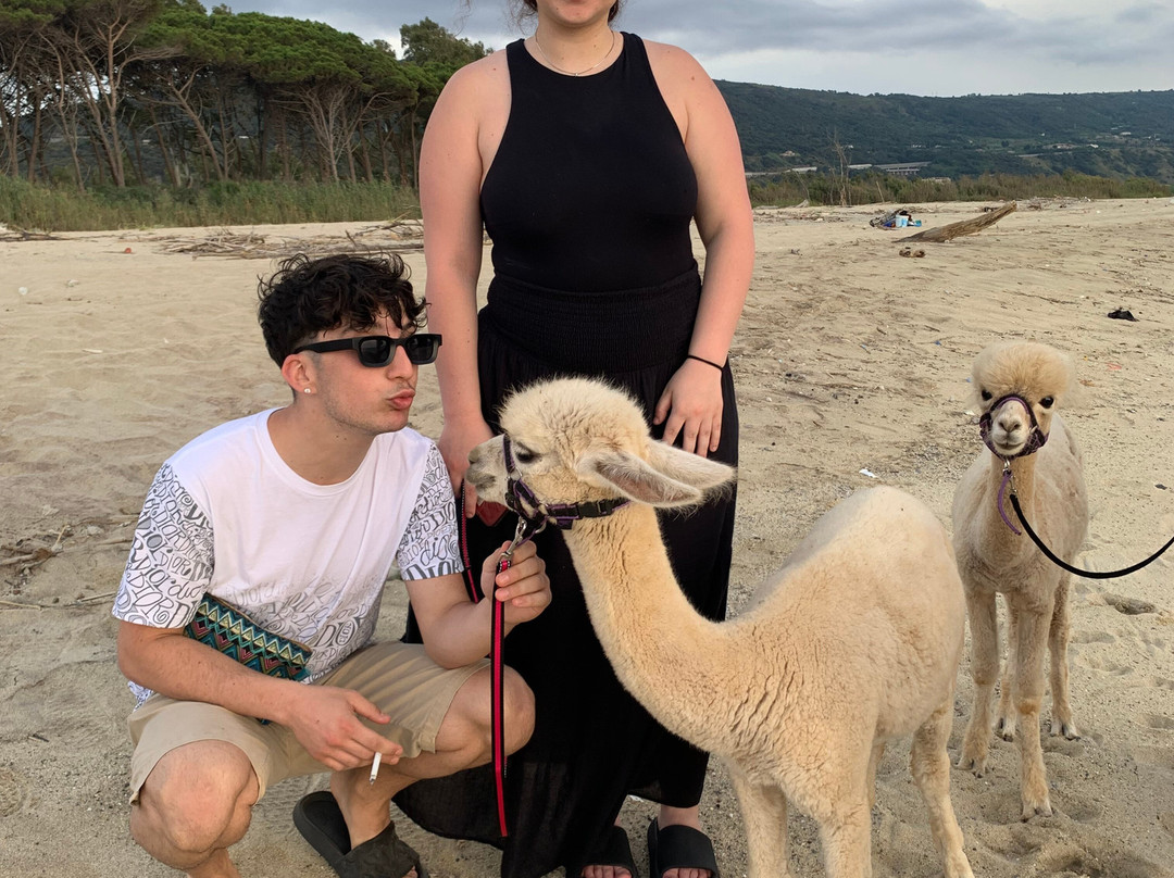 Calabrian Alpacas景点图片
