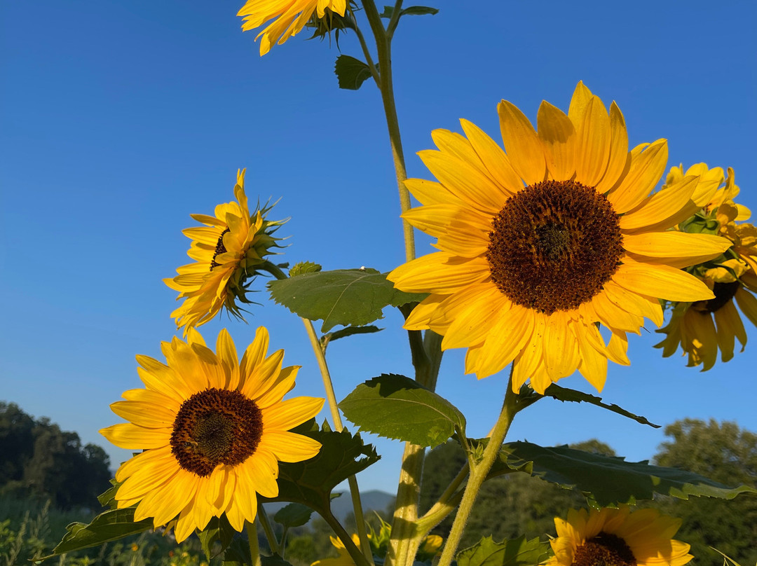 The Ten Acre Garden-Canton必去景点