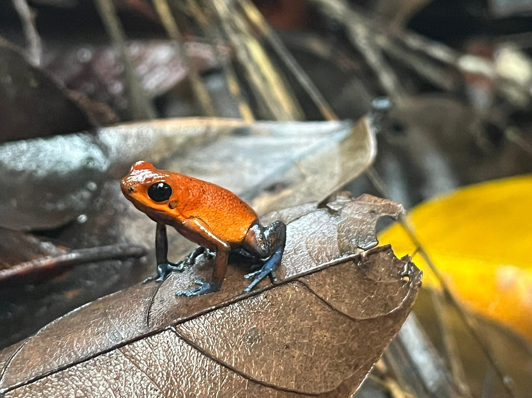 Frogs Heaven景点图片