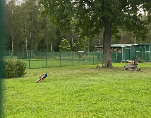 Zverinets-Lomonosov必去景点