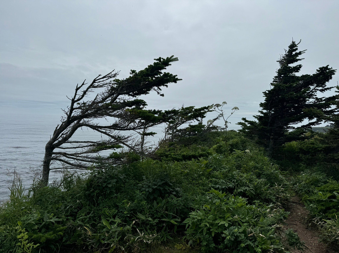 Cape Giant景点图片