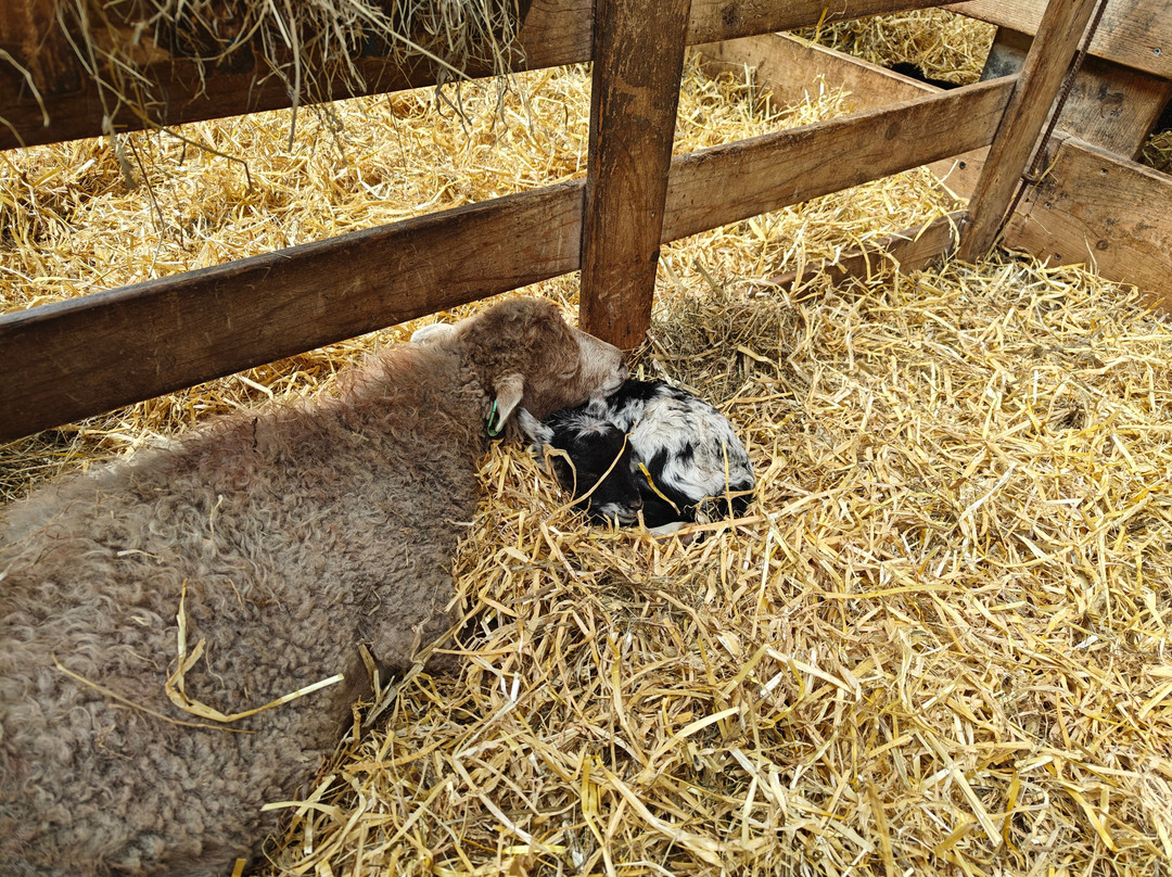 Schapenboerderij Texel-特塞尔必去景点