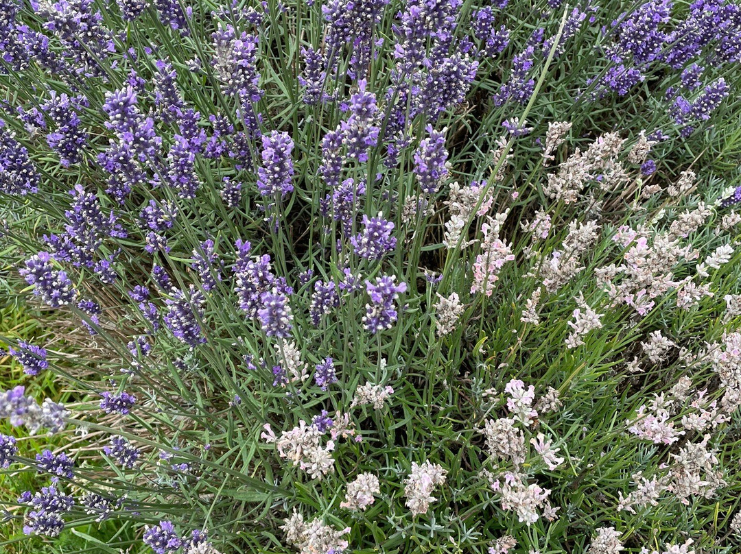 Lavender Fields-Alton必去景点