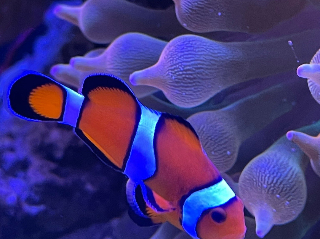 Daytona Aquarium & Rainforest Adventure-代托纳比奇必去景点