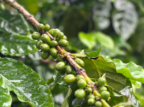 Plate Transfer and Tour-利比里亚必去景点
