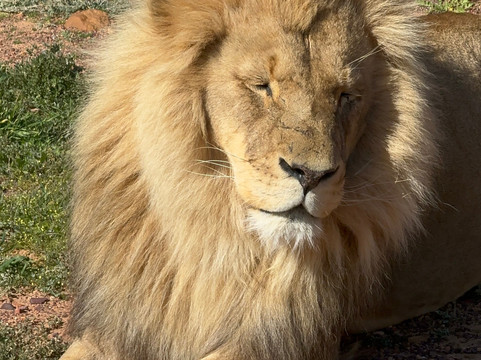 Born in Africa Tours-开普敦必去景点