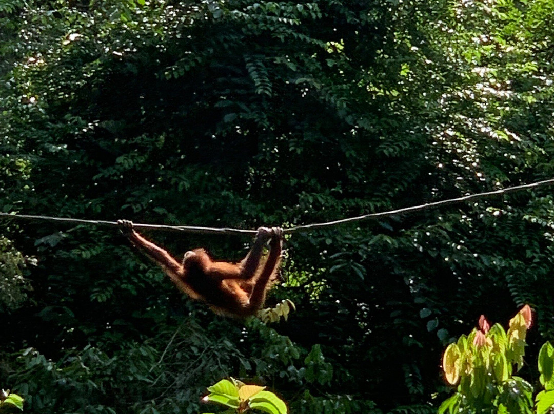 Sepilok Orangutan Rehabilitation Centre景点图片