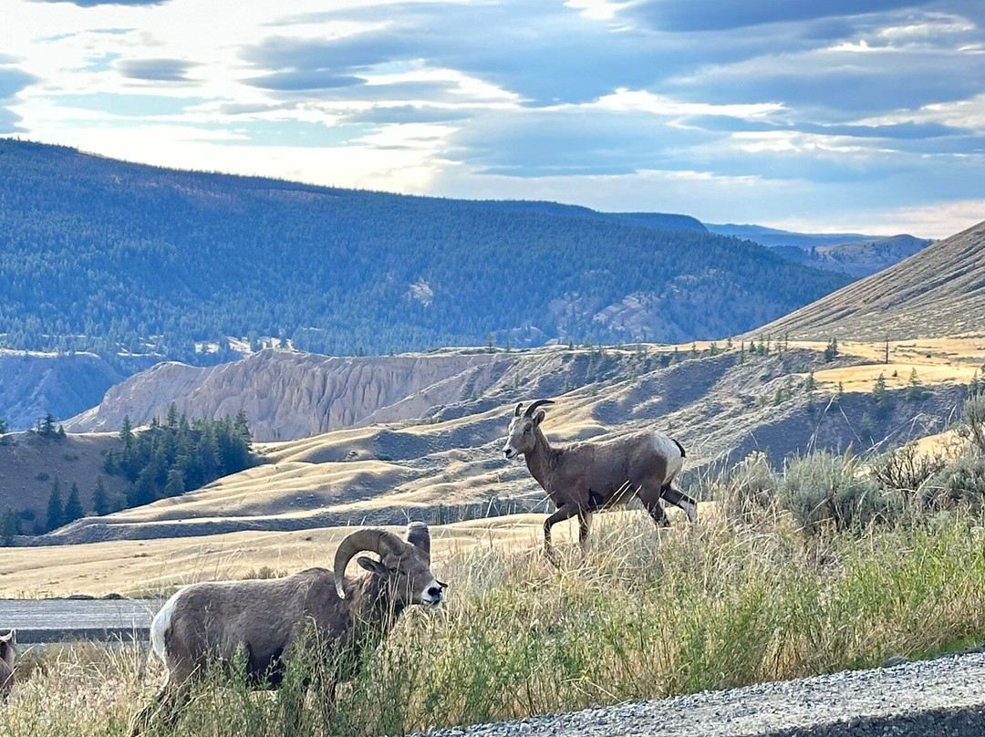 The Historic Chilcotin Lodge主图
