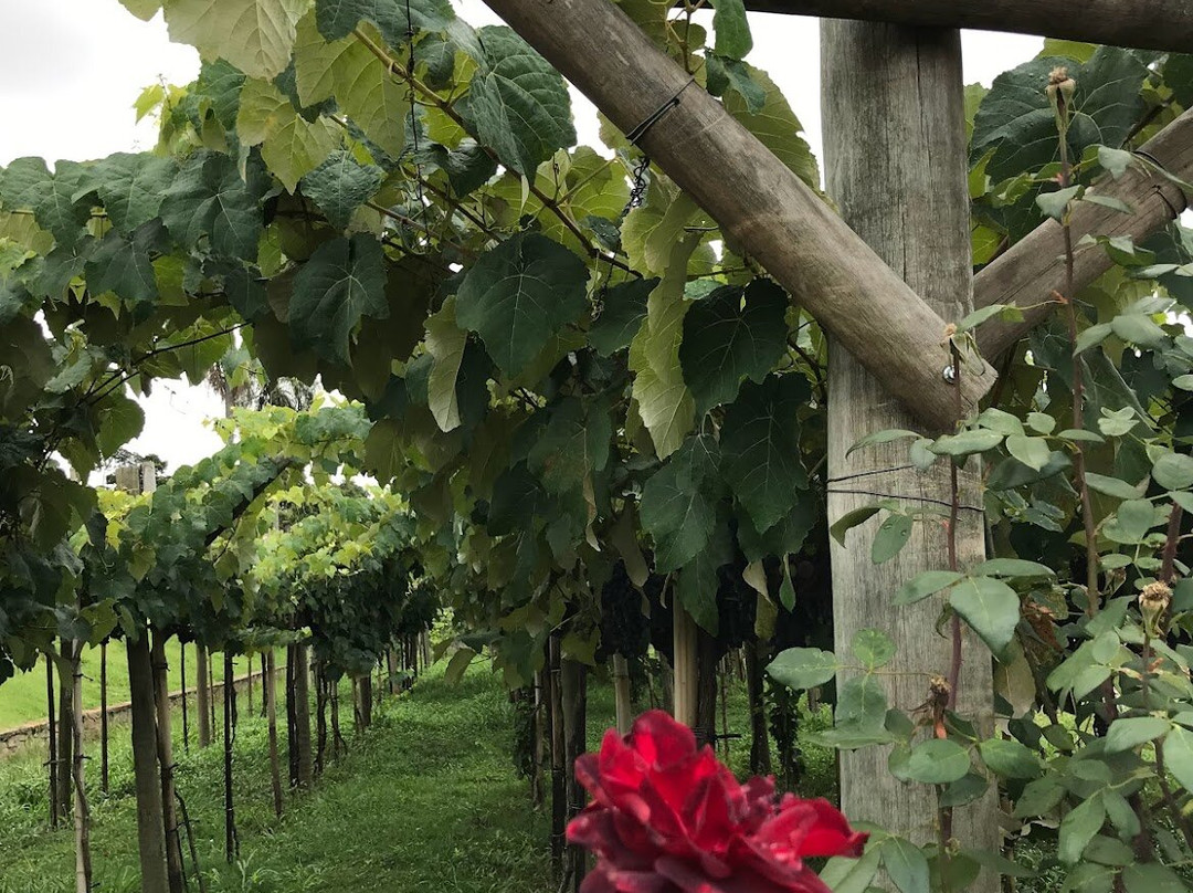 Vinicola Castanho-容迪亚伊必去景点