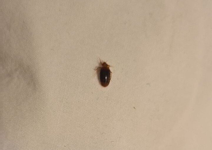 Red Roof Inn Buffalo - Hamburg/ I-90主图