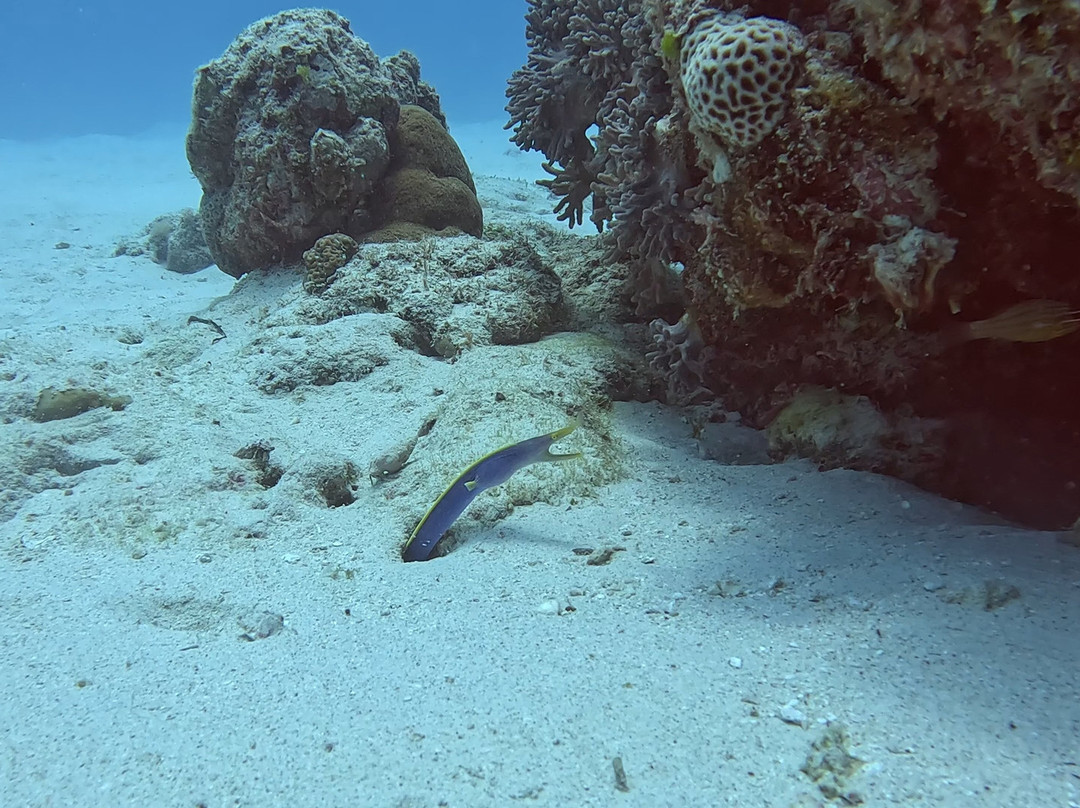 Octopus Diving Centre-Pereybere必去景点