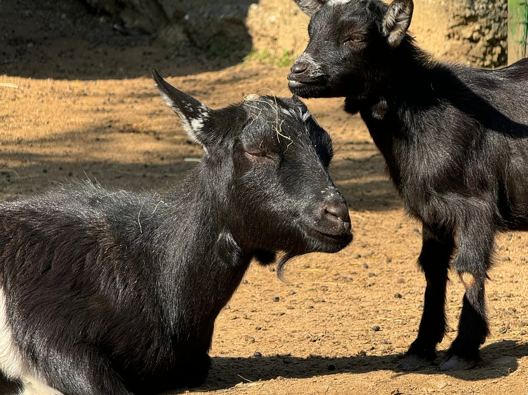 Sarajevo Zoo-萨拉热窝必去景点