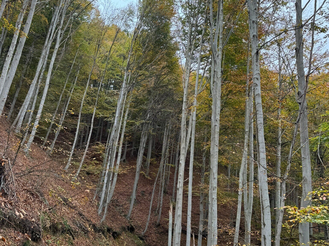 La Foresta di Faggi della Barbottina景点图片