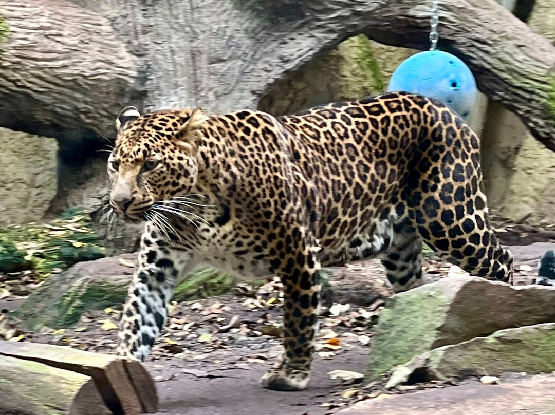 ZOO a Fantasy Golf Plasy-Plasy必去景点