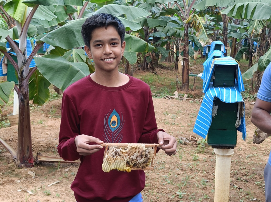 Philip's Natural Honey And Bee Farm景点图片