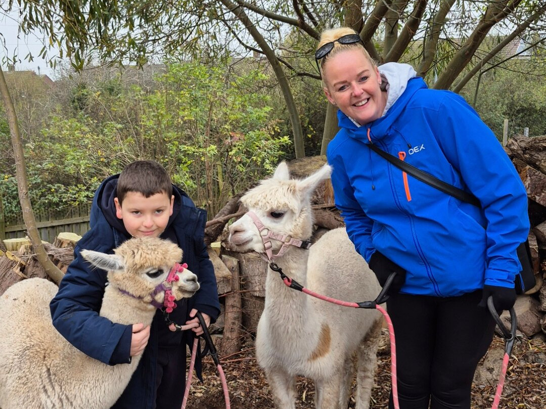 Nanny Sharon's Alpaca Farm C.I.C景点图片