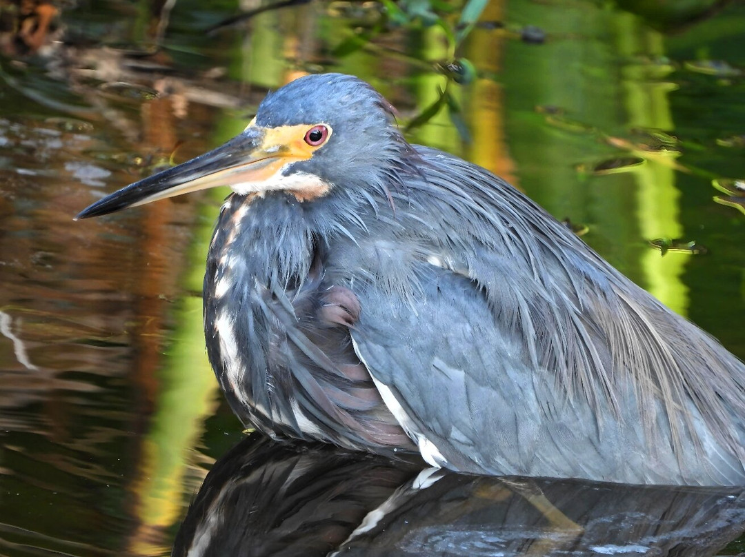 Fred W. Coyle Freedom Park-那不勒斯必去景点
