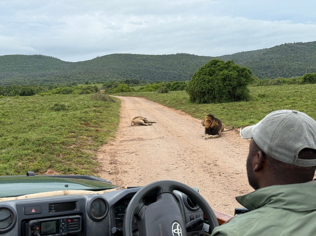 Kariega Game Reserve - River Lodge主图