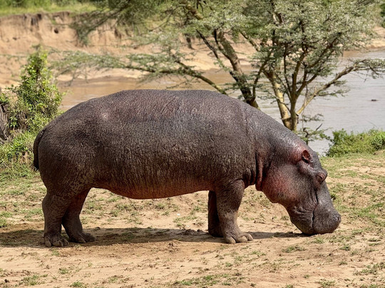 Natural World Kenya Safaris - Mombasa-蒙巴萨必去景点