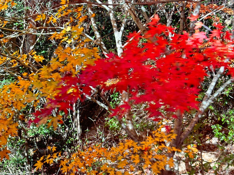 睿山电车红叶隧道-京都市必去景点