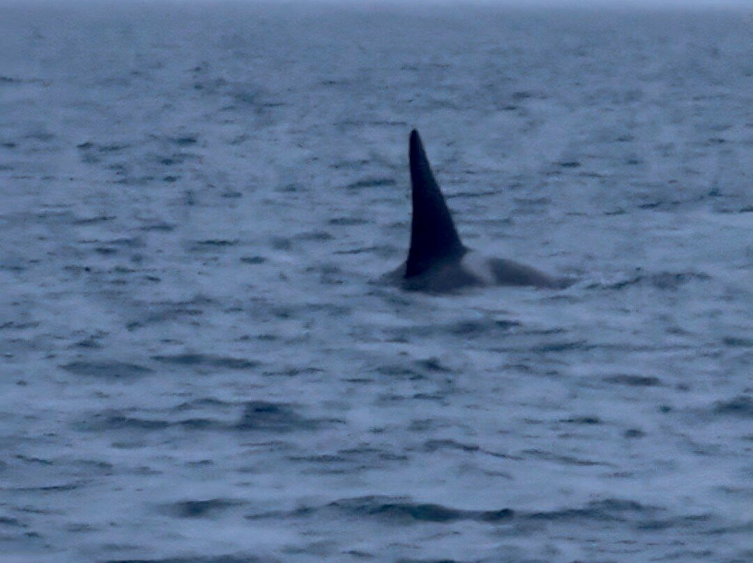 Arctic Whale Tours景点图片