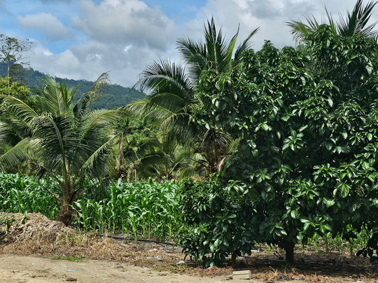 Yun Fook Trading (kolam Ikan)