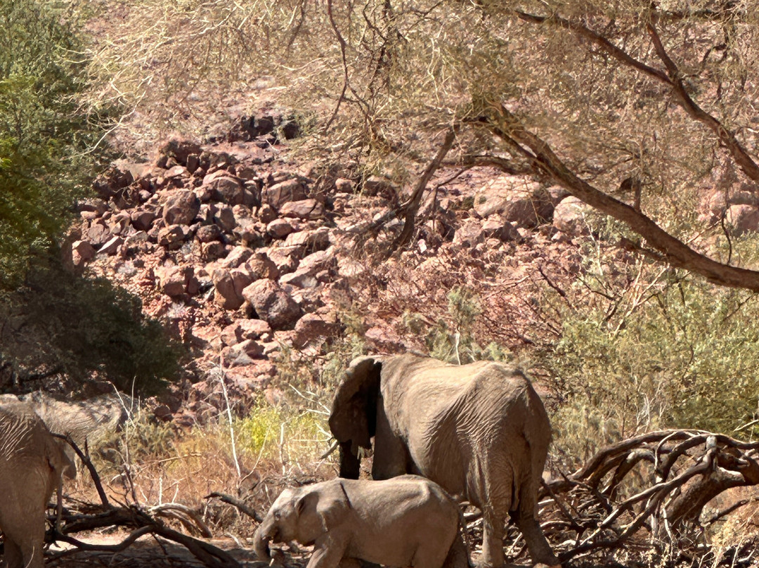EHRA - Elephant Human Relations Aid-斯瓦科普蒙德必去景点