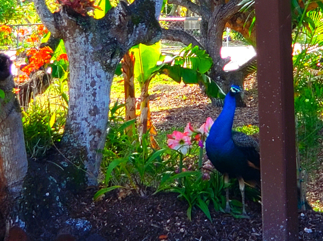Mery Farm-霍姆斯特德必去景点
