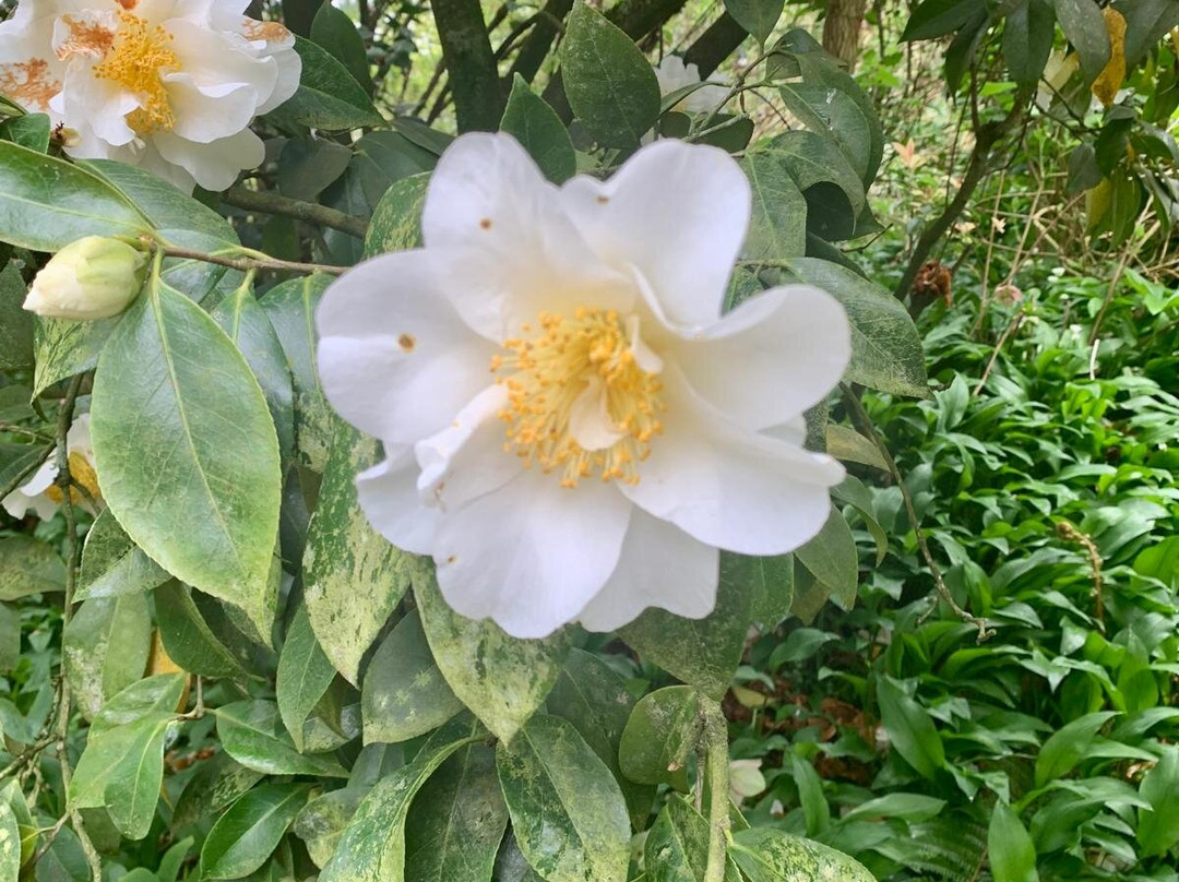 Jardin Agapanthe景点图片
