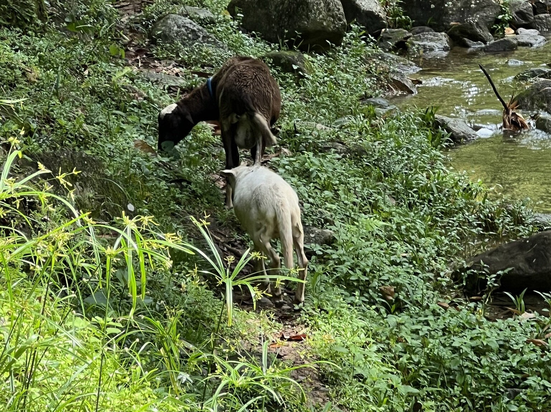 Castara Waterfall-Castara必去景点
